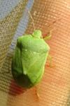 Nezara viridula
