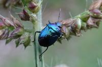 Zicrona caerulea