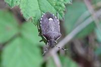 Holcostethus sphacelatus