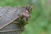 Elasmucha grisea
