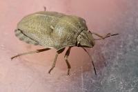 Eurygaster testudinaria