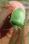 Nezara viridula