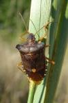 Pentatoma rufipes
