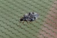 Dictyla humuli