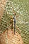 Notostira