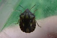 Eurygaster testudinaria