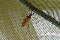 Gonocerus juniperi