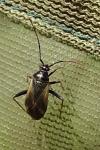 Adelphocoris seticornis