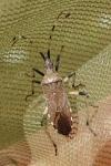 Dicranocephalus albipes