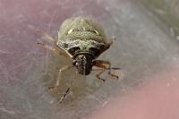 Eysarcoris ventralis