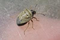 Eysarcoris ventralis