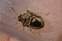 Eysarcoris ventralis