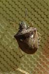 Eysarcoris aeneus