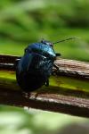 Zicrona caerulea