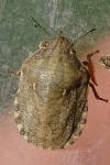 Eurygaster maura