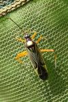 Miris striatus