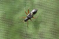 Miris striatus
