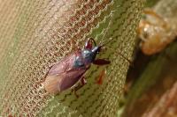 Gastrodes grossipes grossipes