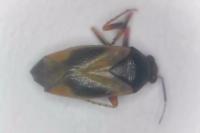 Salicarus roseri