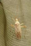 Miridius quadrivirgatus