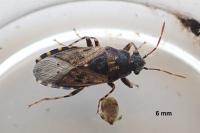 Heterogaster urticae