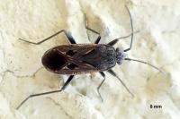 Rhyparochromus pini