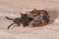 Aradus depressus