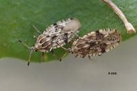 Tingis cardui