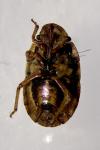 Sciocoris cursitans