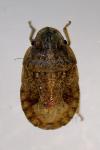 Sciocoris cursitans
