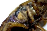 Sciocoris cursitans