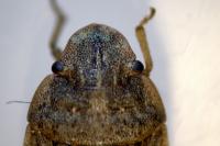 Sciocoris cursitans