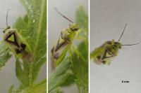 Orthops campestris