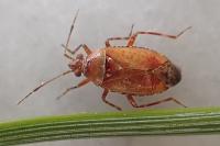 Alloeotomus germanicus