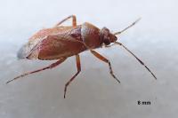 Alloeotomus germanicus