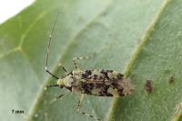 Phytocoris tiliae