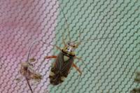 Rhabdomiris striatellus