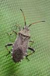 Ceraleptus gracilicornis