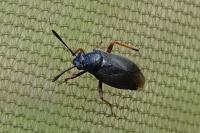 Capsus ater
