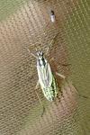Leptopterna dolabrata