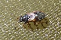 Acompus rufipes