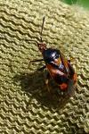 Deraeocoris ruber