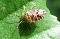 Elasmucha grisea