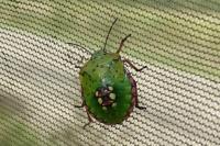 Nezara viridula