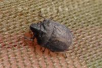 Podops inunctus