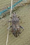 Stictopleurus