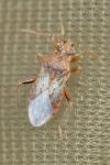 Rhopalus parumpunctatus