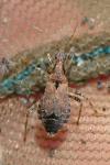 Himacerus mirmicoides