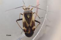 Polymerus unifasciatus