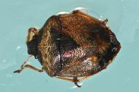 Stagonomus venustissimus